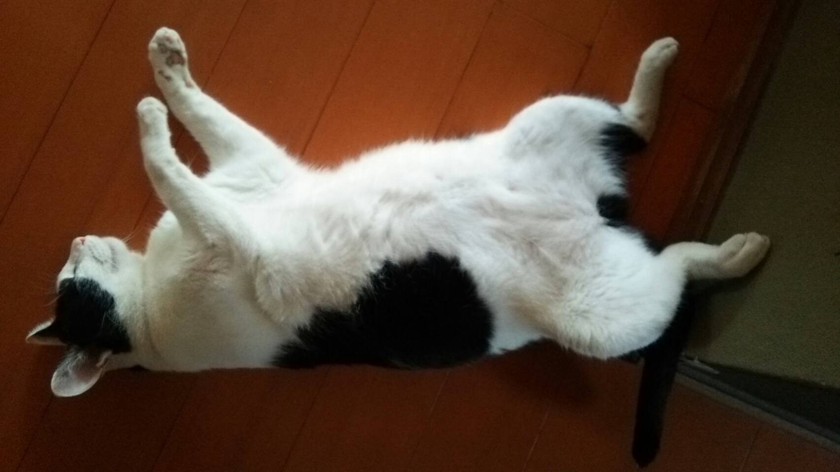 ねこちゃん