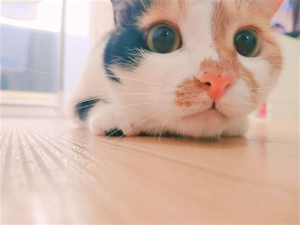 ミカ