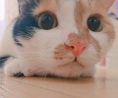 猫１