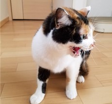 猫３