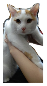 ねこ（角さん）