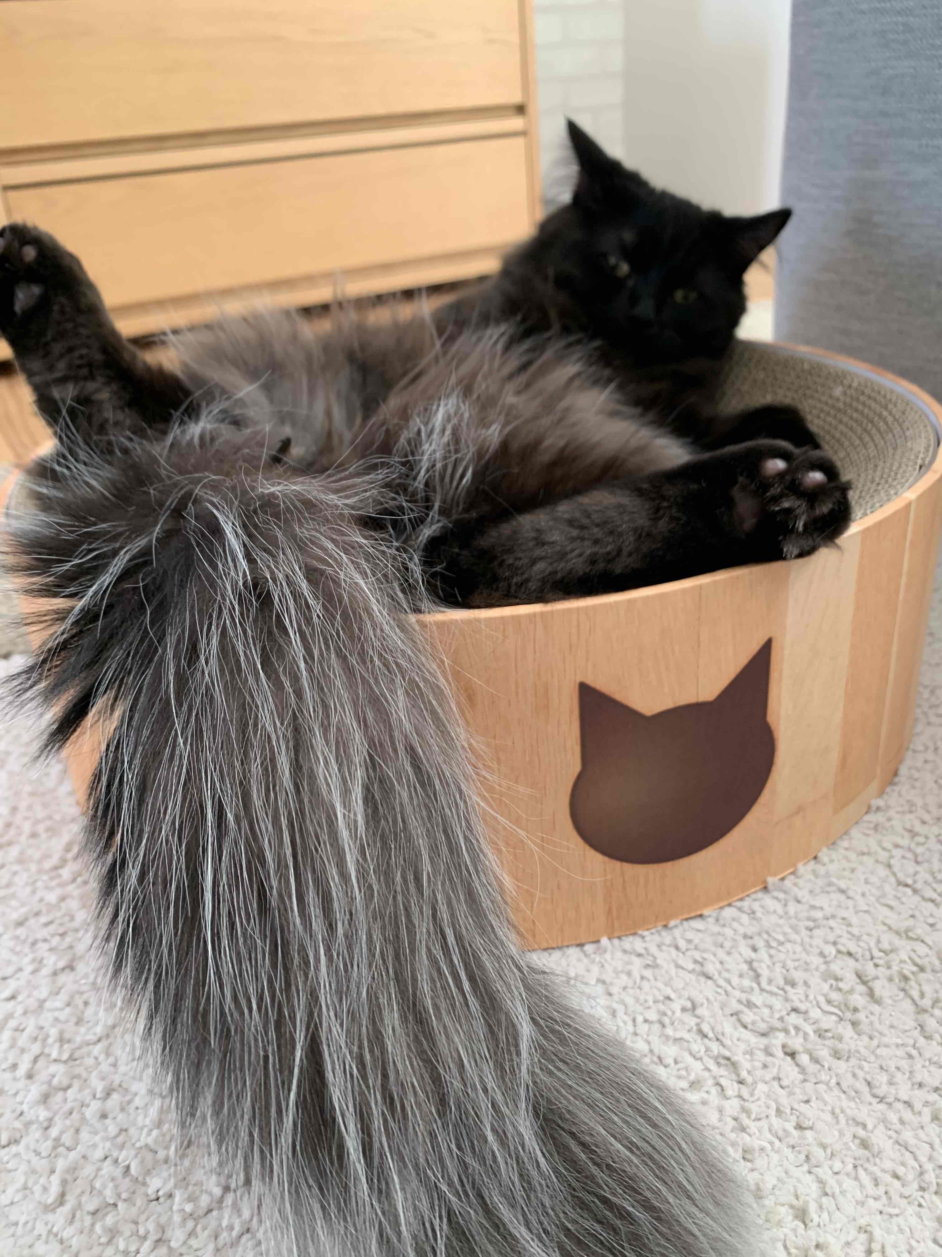 neko