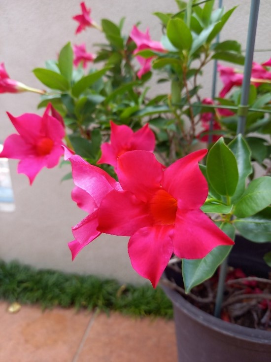 おばあさんの花