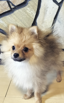 二代目の犬